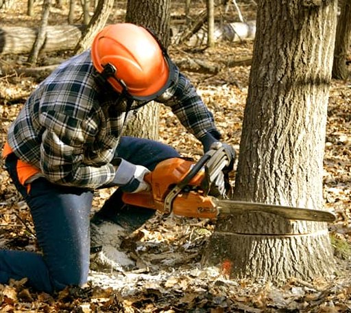 Tree Removal in Orgas, WV